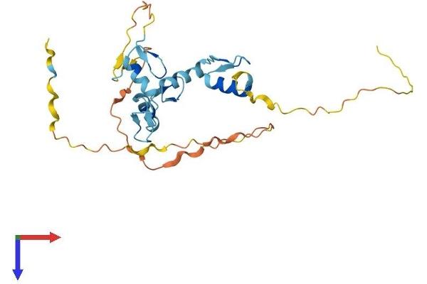 ZNF524 Protein (AA 1-264) (His tag)