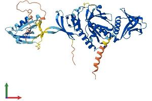 AlphaFold protein structure predicition of Mouse Recombinant Sntg1 Protein, UniprotID Q925E1