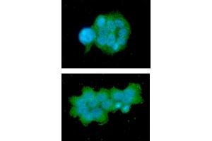 ICC/IF analysis of OSTF1 in MCF7 cells line, stained with DAPI (Blue) for nucleus staining and monoclonal anti-human OSTF1 antibody (1:100) with goat anti-mouse IgG-Alexa fluor 488 conjugate (Green). (OSTF1 Antikörper  (AA 1-217))