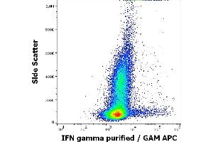 Flow cytometry intracellular staining pattern of human PHA stimulated and Brefeldin A treated peripheral blood mononuclear cells stained using anti-IFN gamma (4S. (Interferon gamma Antikörper)