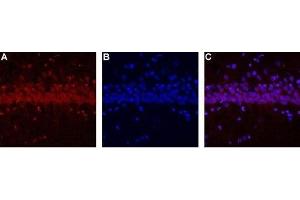 Expression of CALHM1 in rat hippocampus - Immunohistochemical staining of rat hippocampus using Anti-CALHM1-ATTO Fluor-594 Antibody (ABIN7043014). (CALHM1 Antikörper  (Intracellular) (Atto 594))