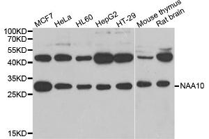 Western blot analysis of extracts of various cell lines, using NAA10 antibody (ABIN5974216) at 1/1000 dilution. (NAA10 Antikörper)