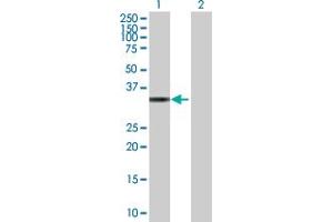 Western Blot analysis of TP53I3 expression in transfected 293T cell line by TP53I3 MaxPab polyclonal antibody. (TP53I3 Antikörper  (AA 1-332))