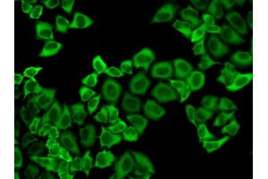 Immunofluorescence analysis of HeLa cell using PRDX2 antibody. (Peroxiredoxin 2 Antikörper)