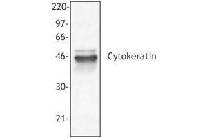 Image no. 1 for anti-pan Keratin (panKRT) antibody (ABIN293953) (pan Keratin Antikörper)
