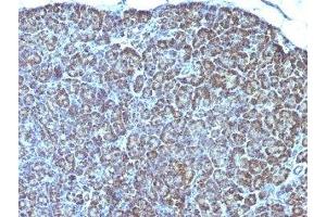 Formalin-fixed, paraffin-embedded human pancreas stained with anti-Mitochondrial antibody (AE-1). (GFM1 Antikörper)