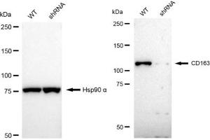 Western blotting analysis using CD163 antibody (ABIN7797953). (Rekombinanter CD163 Antikörper)