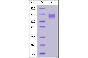 Human Sigelc-7, His Tag on  under reducing (R) condition. (SIGLEC7 Protein (AA 19-353) (His tag))