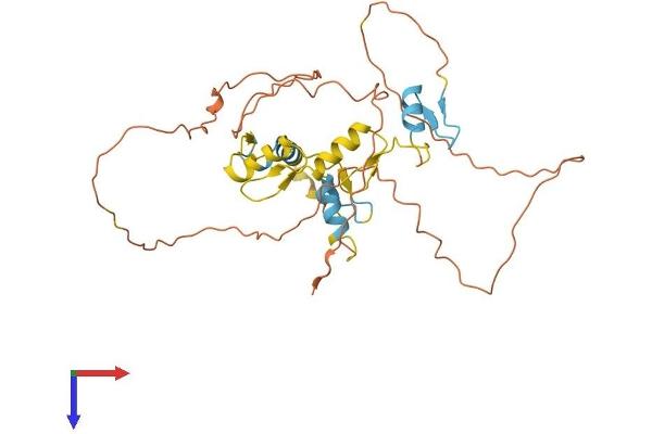 SCRT1 Protein (AA 1-348) (His tag)