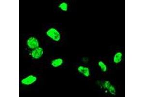 Anti-ELK3 mouse monoclonal antibody (ABIN2455070) immunofluorescent staining of COS7 cells transiently transfected by pCMV6-ENTRY ELK3 (RC203114). (ELK3 Antikörper)