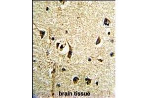 Formalin-fixed and paraffin-embedded human brain tissue reacted with FTO Antibody (N-term), which was peroxidase-conjugated to the secondary antibody, followed by DAB staining. (FTO Antikörper  (N-Term))