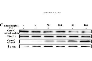 Western blot analysis of VDAC1 expression in Hela cell lysate (VDAC1 Antikörper  (C-Term))