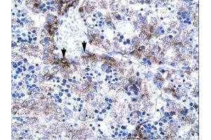 Image no. 1 for anti-Activated RNA Polymerase II Transcriptional Coactivator p15 (SUB1) (AA 62-111) antibody (ABIN307416)