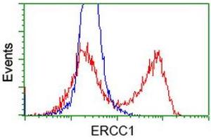 HEK293T cells transfected with either RC200478 overexpress plasmid (Red) or empty vector control plasmid (Blue) were immunostained by anti-ERCC1 antibody (ABIN2453822), and then analyzed by flow cytometry. (ERCC1 Antikörper)