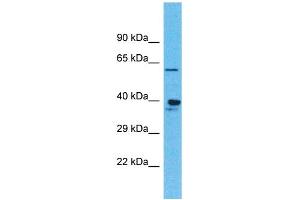 Western Blotting (WB) image for anti-Olfactory Receptor, Family 4, Subfamily K, Member 1 (OR4K1) (C-Term) antibody (ABIN2791739)