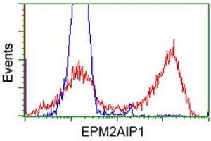 HEK293T cells transfected with either RC209239 overexpress plasmid (Red) or empty vector control plasmid (Blue) were immunostained by anti-EPM2AIP1 antibody (ABIN2452999), and then analyzed by flow cytometry. (EPM2AIP1 Antikörper)