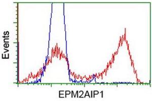 HEK293T cells transfected with either RC209239 overexpress plasmid (Red) or empty vector control plasmid (Blue) were immunostained by anti-EPM2AIP1 antibody (ABIN2452999), and then analyzed by flow cytometry.