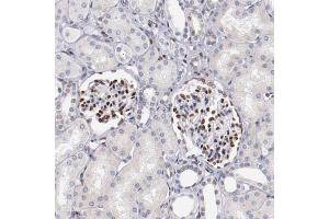 Immunohistochemical staining (Formalin-fixed paraffin-embedded sections) of human kidney shows strong nuclear positivity in cells in glomeruli with SRF polyclonal antibody . (SRF Antikörper  (AA 339-467))