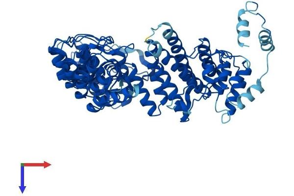 FEM1B Protein (AA 1-627) (His tag)