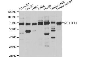 Western blot analysis of extracts of various cell lines, using METTL14 antibody (ABIN5996020) at 1/1000 dilution. (METTL14 Antikörper)
