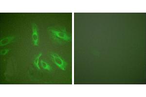 Peptide - +Immunofluorescence analysis of HeLa cells, using Gastrin antibody (#C0205). (Gastrin Antikörper)