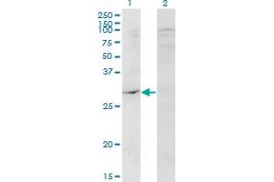 DAPP1 Antikörper  (AA 1-280)