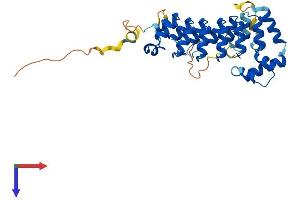 ASB1 Protein (AA 1-336) (His tag)