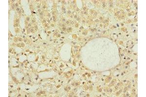 Immunohistochemistry of paraffin-embedded human adrenal gland tissue using ABIN7150520 at dilution of 1:100 (DNAJB4 Antikörper  (AA 1-337))