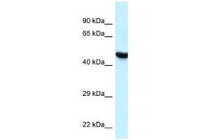 Western Blot showing HYAL3 antibody used at a concentration of 1 ug/ml against MCF7 Cell Lysate (HYAL3 Antikörper  (C-Term))