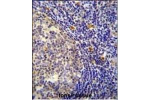 YDJC Antibody (Center) (ABIN654597 and ABIN2844297) immunohistochemistry analysis in formalin fixed and paraffin embedded human tonsil tissue followed by peroxidase conjugation of the secondary antibody and DAB staining. (YdjC Antikörper  (AA 169-198))