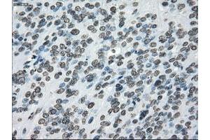 Image no. 12 for anti-P450 (Cytochrome) Oxidoreductase (POR) antibody (ABIN1497746) (POR Antikörper)