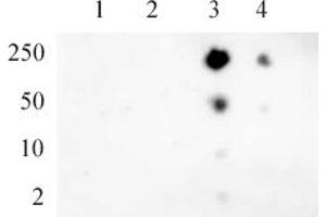 RNA pol II CTD phospho Ser5 pAb tested by dot blot analysis. (Rpb1 CTD Antikörper  (pSer5))