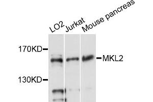 Western blot analysis of extracts of various cell lines, using MKL2 antibody (ABIN6293940) at 1:3000 dilution. (MKL2 Antikörper)