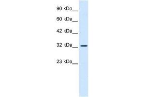 SMARCA2 antibody used at 0.
