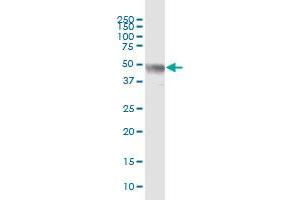 ZNF772 MaxPab polyclonal antibody. (ZNF772 Antikörper  (AA 1-489))