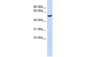 Western Blotting (WB) image for anti-Zinc Finger Protein 154 (ZNF154) antibody (ABIN2459143) (ZNF154 Antikörper)