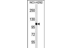 PBXIP1 Antibody (C-term) (ABIN1537374 and ABIN2848529) western blot analysis in NCI- cell line lysates (35 μg/lane).