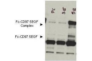 Western blot using  Protein A purified anti-CD97 antibody shows detection of bands corresponding to free Fc-CD97- (5EGF) (lower arrowhead) and Fc-CD97- (5EGF) present as a complex (upper arrowhead) in lysates from COS cells. (CD97 Antikörper  (Extracellular Domain))