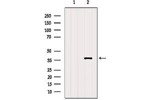 Western blot analysis of extracts from Mouse muscle, using RHO Antibody. (Rho-related GTP-binding protein Antikörper)