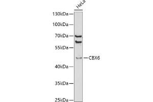 Western blot analysis of extracts of HeLa cells, using CBX6 antibody (ABIN6127558, ABIN6138026, ABIN6138027 and ABIN6221185) at 1:1000 dilution. (CBX6 Antikörper  (AA 80-180))