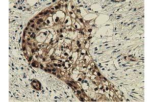 Immunohistochemistry (IHC) image for anti-DnaJ (Hsp40) Homolog, Subfamily A, Member 2 (DNAJA2) antibody (ABIN1497861) (DNAJA2 Antikörper)