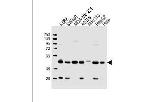 All lanes : Anti-POLR1C Antibody (C-term) at 1:2000 dilution Lane 1: K562 whole cell lysate Lane 2: S whole cell lysate Lane 3: MDA-MB-231 whole cell lysate Lane 4:  whole cell lysate Lane 5: NIH/3T3 whole cell lysate Lane 6: HepG2 whole cell lysate Lane 7: Hela whole cell lysate Lysates/proteins at 20 μg per lane. (POLR1C Antikörper  (C-Term))