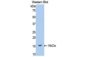 Western Blotting (WB) image for anti-Renin (REN) (AA 265-386) antibody (ABIN1860433)