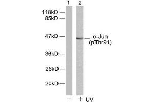Image no. 1 for anti-Jun Proto-Oncogene (JUN) (pThr91) antibody (ABIN196646) (C-JUN Antikörper  (pThr91))