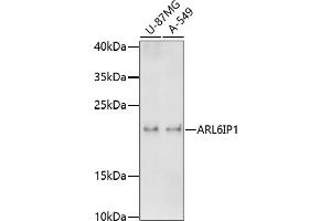 Western blot analysis of extracts of various cell lines, using IP1 antibody  at 1:1000 dilution. (ARL6IP1 Antikörper  (AA 1-100))