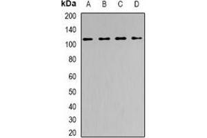 Western blot analysis of SNF2H expression in PC3 (A), HepG2 (B), mouse spleen (C), mouse brain (D) whole cell lysates.