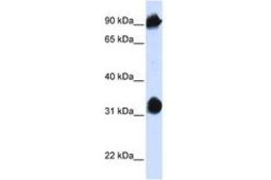 Image no. 1 for anti-Heat Shock 70kDa Protein 4 (HSPA4) (AA 36-85) antibody (ABIN6740952) (HSPA4 Antikörper  (AA 36-85))