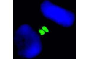 Immunofluorescence (IF) image for anti-Aurora Kinase B (AURKB) (C-Term) antibody (ABIN7448917) (Aurora Kinase B Antikörper  (C-Term))