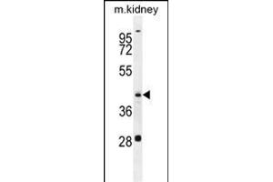 GOT1L1 Antibody (C-term) (ABIN655744 and ABIN2845190) western blot analysis in mouse kidney tissue lysates (35 μg/lane). (GOT1L1 Antikörper  (C-Term))