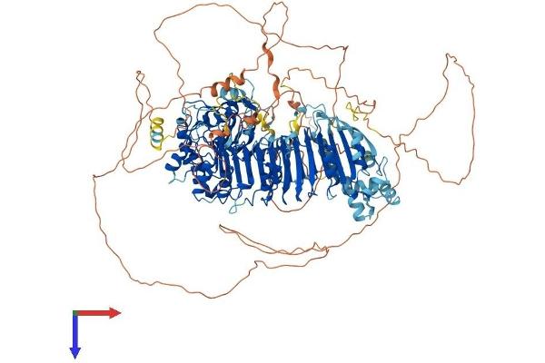 FBXO38 Protein (AA 1-1188) (His tag)